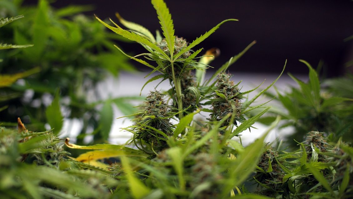 Absuelven a pareja acusada de tráfico de drogas y cultivo: Sustancia era para tratamiento terapéutico