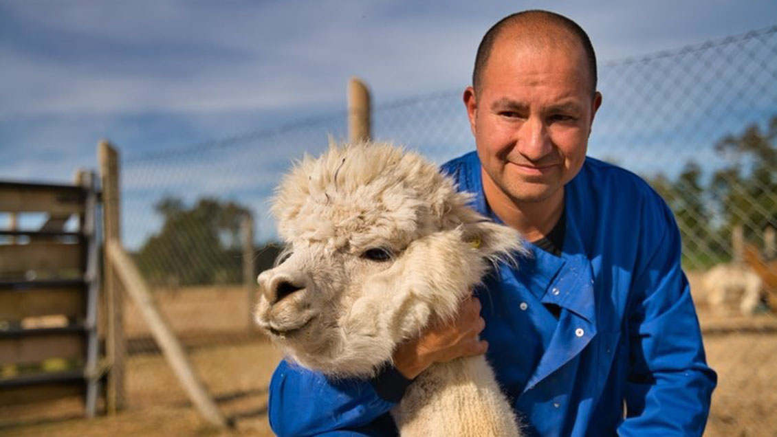 Así funciona el anticuerpo de Alpaca hecho en Chile por la U. Austral