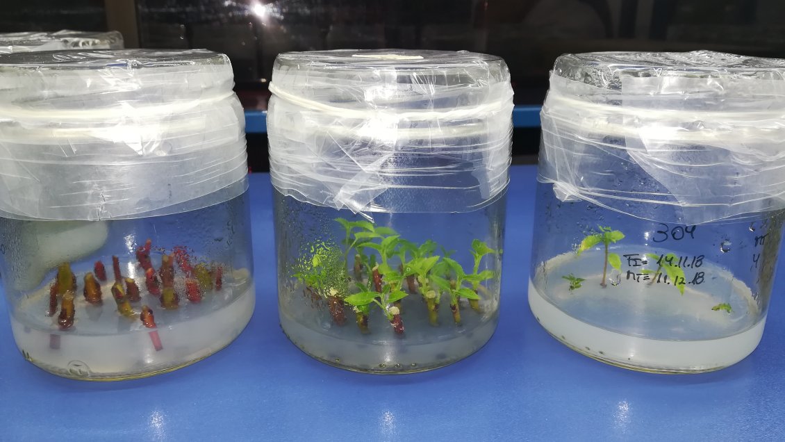 Innovador proyecto en la Región de Aysén busca domesticar calafate y maqui