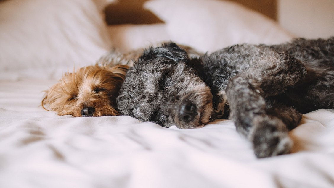 Listo: El próximo lunes será feriado