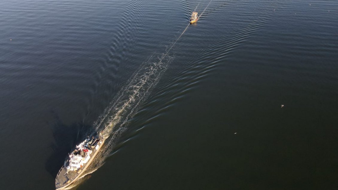 Decomisan más de siete toneladas de merluza austral extraída ilegalmente en el litoral de Aysén
