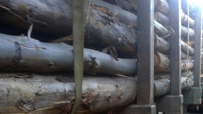 Recuperan en Collipulli casi 70 metros de carga de madera robada