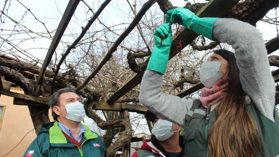 Aprueban más de 1.234 millones para combatir la polilla de la vid en zonas urbanas de Ñuble