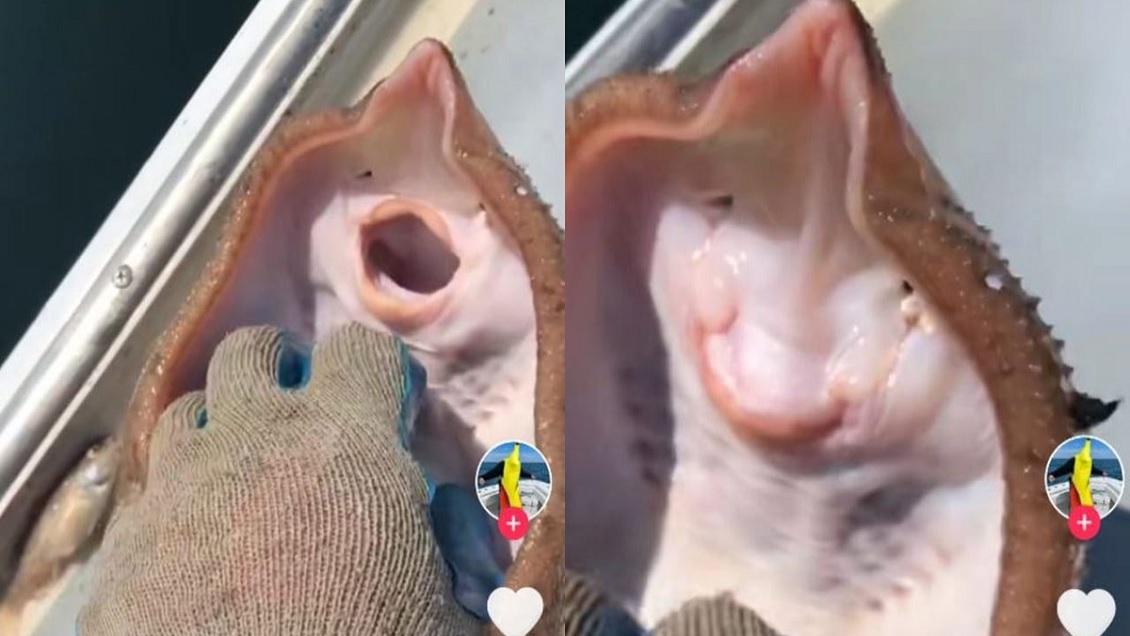 [Video] La cruel verdad tras viral de TikTok en que mantarraya parece ...