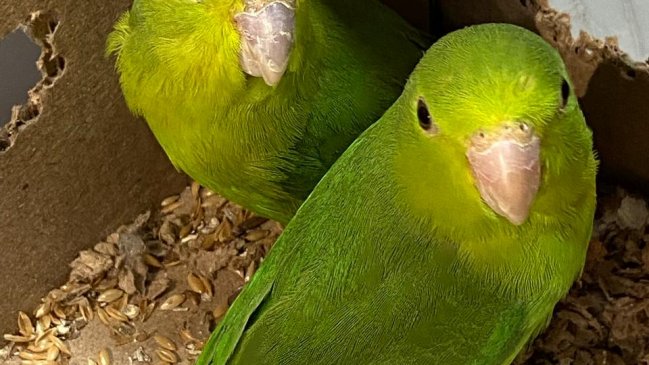 Dos pericos internados ilegalmente al país fueron devueltos a Bolivia