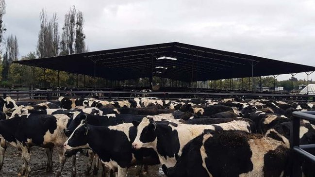 Agricultores de La Araucanía certificaron y exportaron 3.500 vaquillas a China