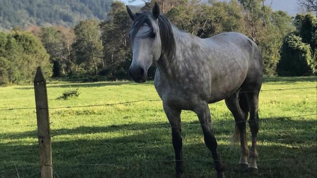 Empresario denunció robo de caballos andaluces y lusitanos en Cañete