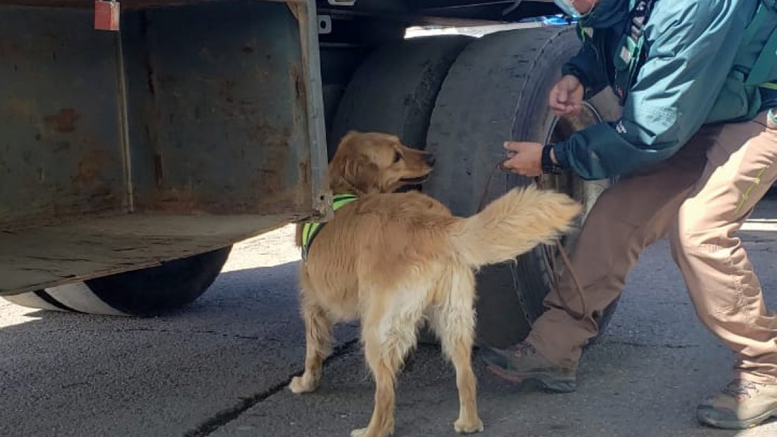 Tarapacá: SAG ha detectado ingreso ilegal de 350 kilos de productos agropecuarios en la pandemia