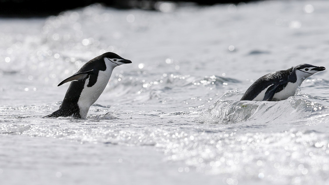 Confirman récord de temperatura en la Antártica, sobre los 18 grados, medido en 2020