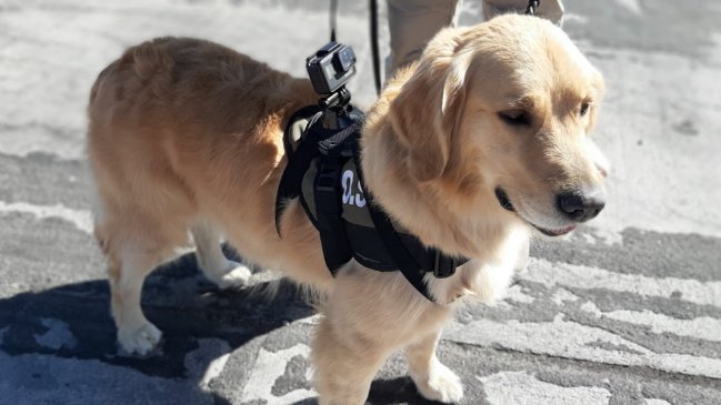 Perro del OS-7 detectó millonario cargamento de drogas en un bus en Calama