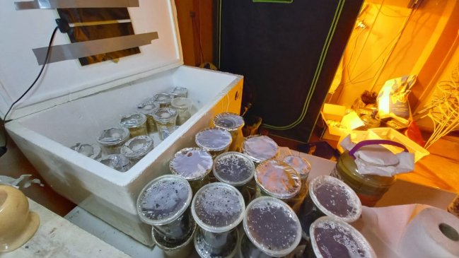 Prisión para hombre que cultivaba y comercializaba hongos alucinógenos, peyote y marihuana