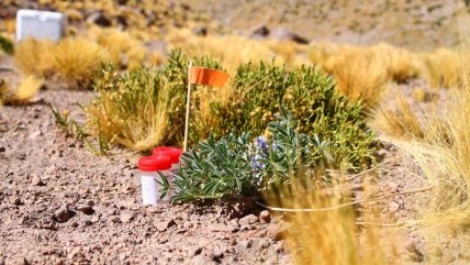   Investigadores buscan recuperar la 