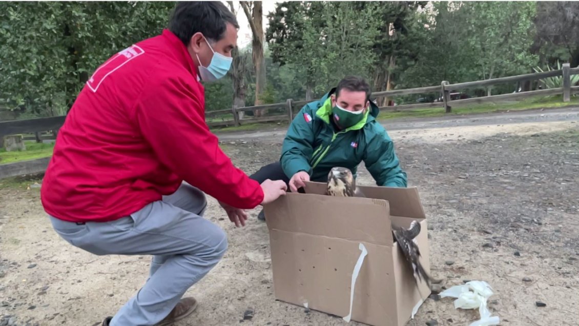 SAG liberó a un aguilucho encontrado con fracturas y heridas de perdigones en Maule