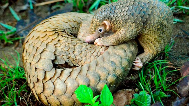 China confisca 2,2 toneladas de escamas de pangolín en frontera con Vietnam