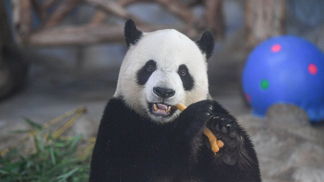  El oso panda ya no es especie 