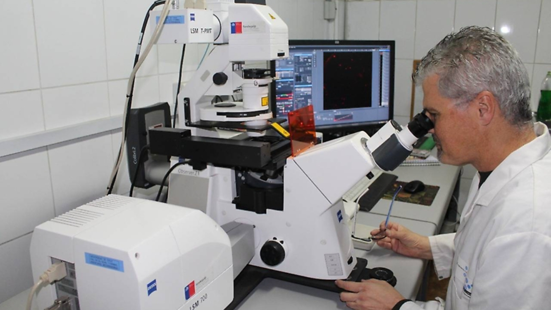 Científicos chilenos desarrollan tratamiento contra el alzhéimer con nanopartículas de oro