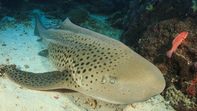 China cría tres tiburones cebra en peligro de extinción
