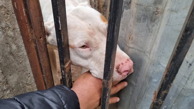 Curicó: PDI investiga el hallazgo de un hombre fallecido que tenía mordeduras de un perro