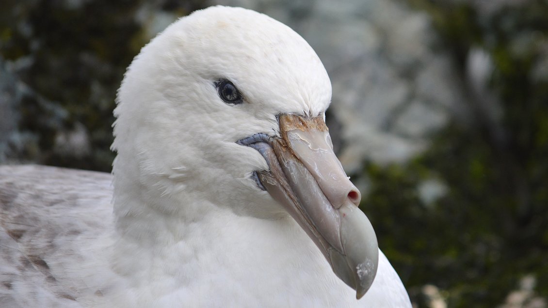 Detectan canibalismo en aves marinas de la Antártica