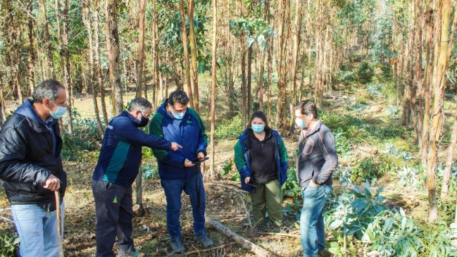 Conaf avanza en programa de manejo forestal que aporta 1.300 empleos en Ñuble