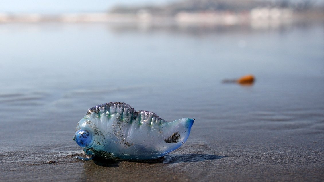 Iquique: Decretan cierre de playa Cavancha por presencia de Fragata Portuguesa