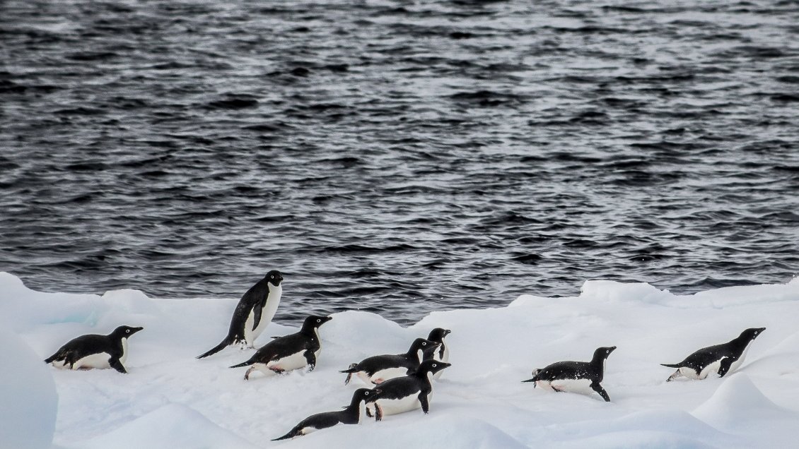 Hallan microplásticos en la dieta de los pingüinos de la Antártica