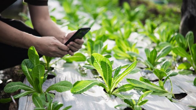 Concurso repartirá cuatro mil millones a proyectos que propongan soluciones de innovación agrícola