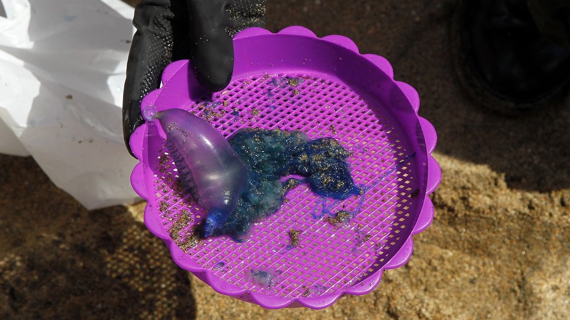 Iquique: Levantan medida de cierre para el baño y actividades de recreación en Playa Cavancha