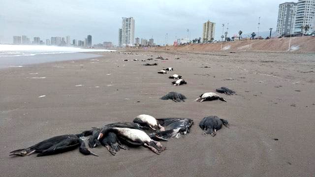 Preocupación por cientos de aves muertas en el borde costero de Iquique