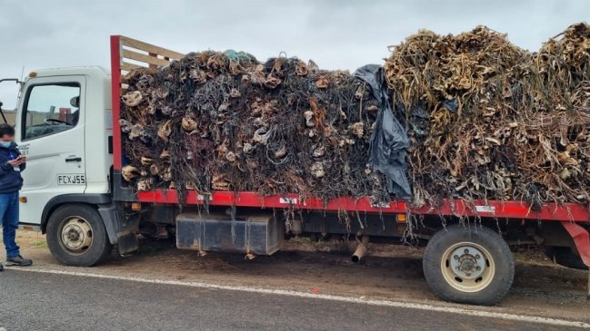 Sernapesca decomisó 6,5 toneladas de huiro en Ovalle