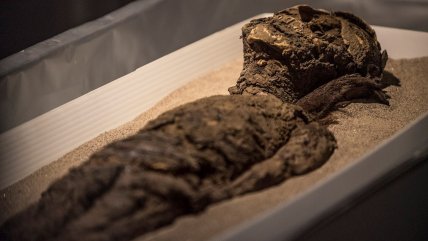  Mortandad por agua contaminada: Una hipótesis sobre el origen de las momias Chinchorro  