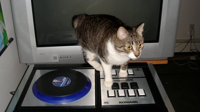 Llamaron a la policía por ruidosa fiesta y el culpable era un solitario gatito DJ