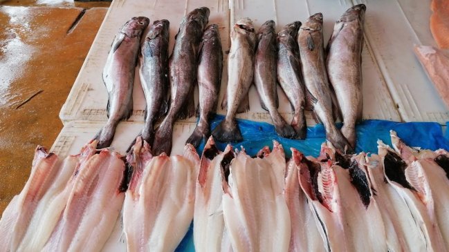 Este 1 de agosto comienza la veda de la Merluza Austral