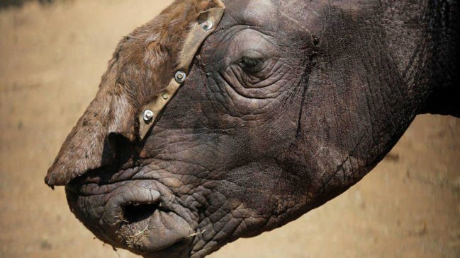  Caza de rinocerontes aumentó un 50% en el primer semestre en Sudáfrica  
