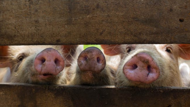  FAO alerta a países de América por peste porcina africana en República Dominicana  