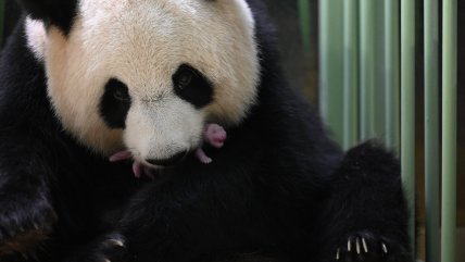   Panda gigante dio a luz a gemelos en un zoológico francés 