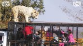  Tigre mató a cuidadora en zoológico 
