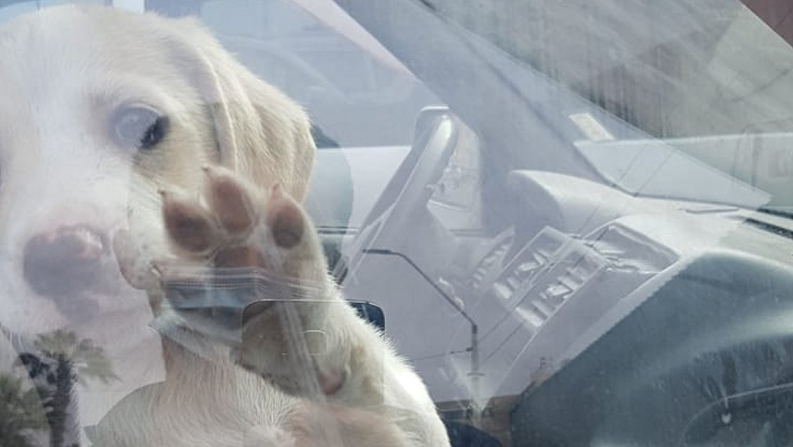 Arica: Detectives rescataron a un cachorro que llevaba horas encerrado en un auto