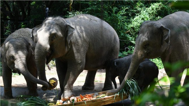 China promoverá aún más la protección de los elefantes asiáticos: