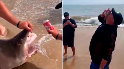  Ola de repudio contra pescadores que usaron a tiburón vivo para abrir cerveza  