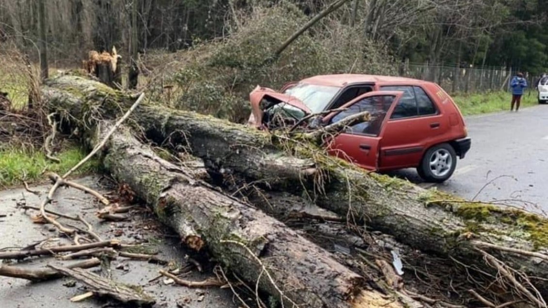 Árbol cae sobre un auto y deja un fallecido y un lesionado grave en Los Ángeles