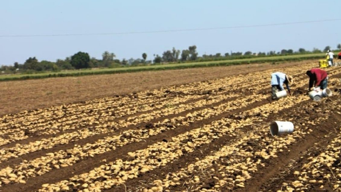 Agricultores advierten alza de precios de alimentos si no llueve lo que proyecta el sistema frontal