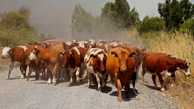 Coordinan trabajo preventivo contra el abigeato de cara a Fiestas Patrias en Punilla