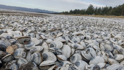  Masiva varazón de moluscos en playa de Arauco: Analizan presencia de marea roja  