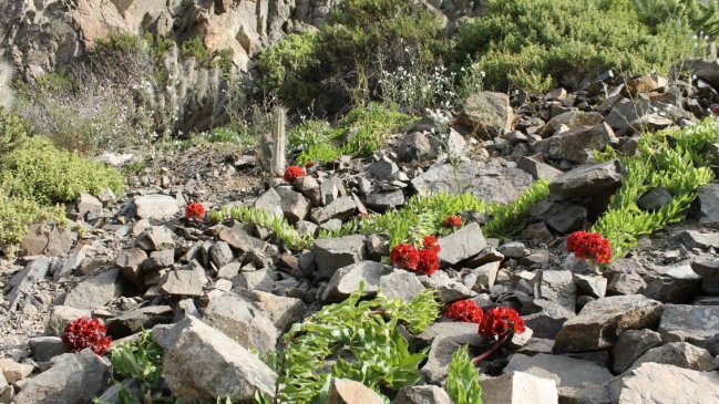Detectaron minera ilegal para extracción de oro en Parque Nacional de Atacama