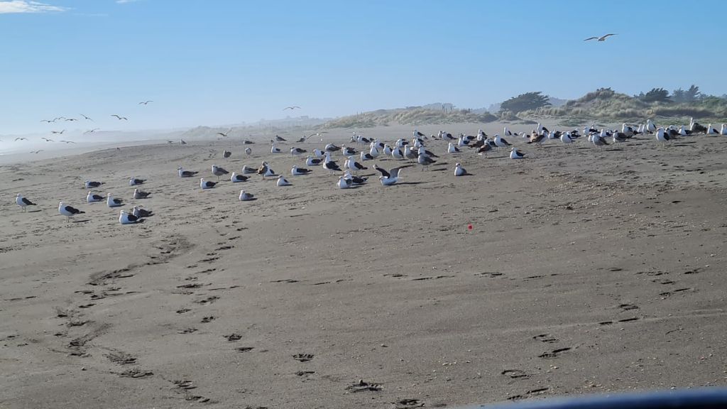 Indagan mortandad de aves en zona costera de Pichilemu