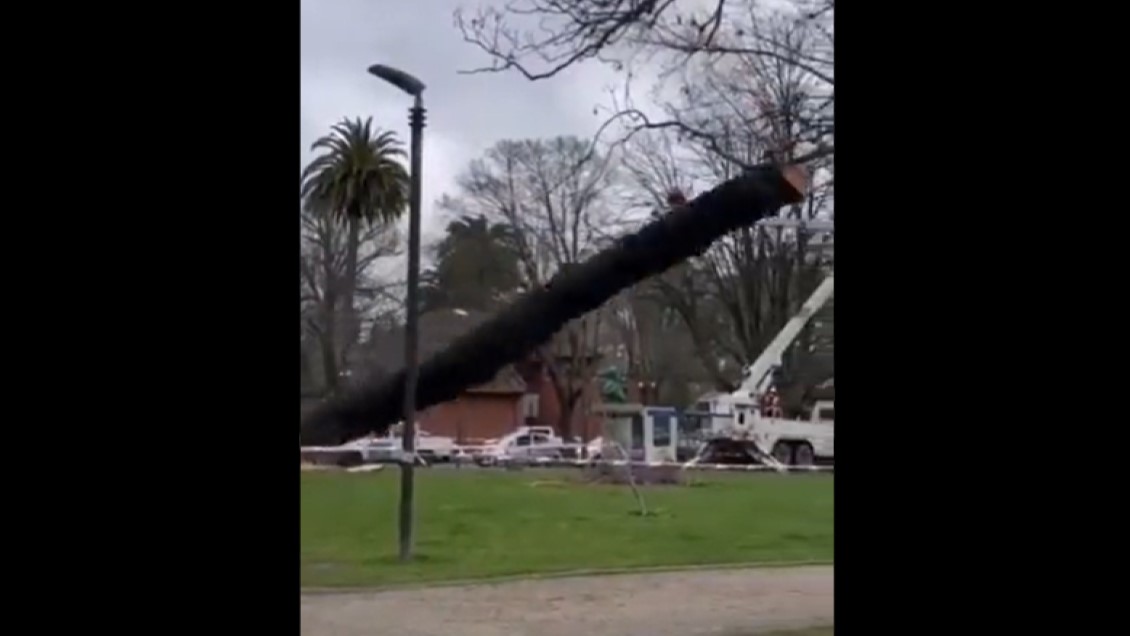¿Error de cálculo?: Tala de árbol salió mal y destruyó un monumento nacional en Concepción