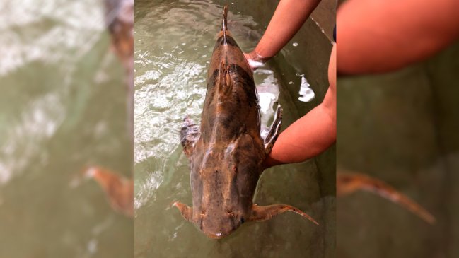 China liberará más de 20.000 alevines de rara especie de pez gigante en río Lancang