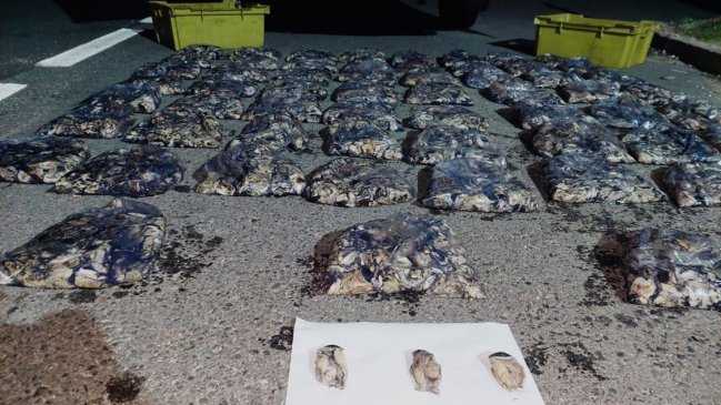 Más de 4.500 locos fueron incautados en Canela