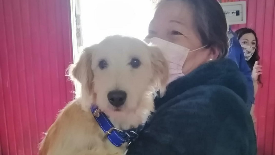 Operativo busca esterilizar y microchipear a 300 perros y gatos de la Isla Mocha